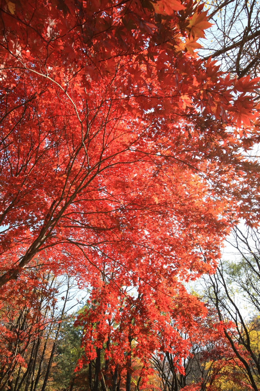 치악산국립공원 / Source: Korea Tourism Organization
