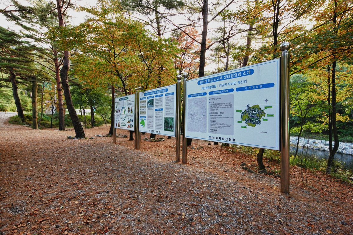 영양 금강소나무생태경영림 / Source: Korea Tourism Organization