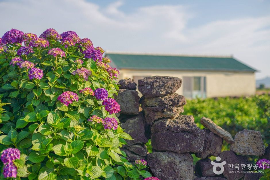 서귀포_안성리수국길 (2) / Source: Korea Tourism Organization