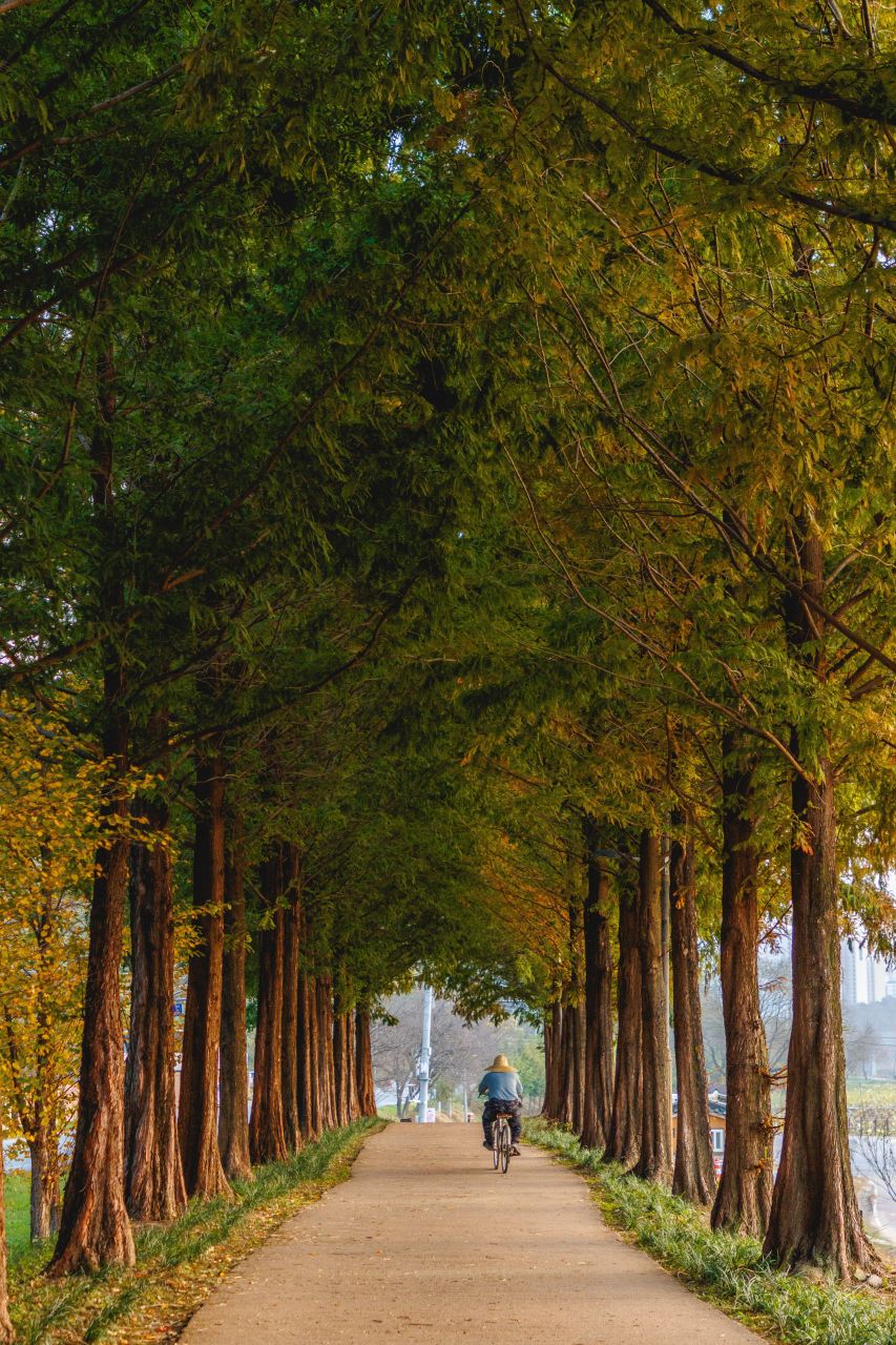공주 메타세콰이어길 / Source: Korea Tourism Organization