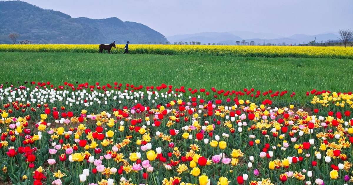 Source: Korea Tourism Organization