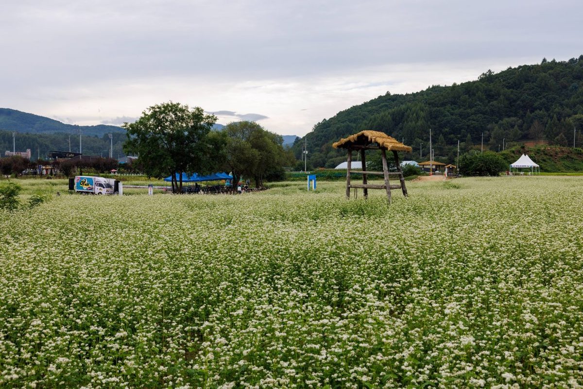 효석문화마을 / Source: Korea Tourism Organization